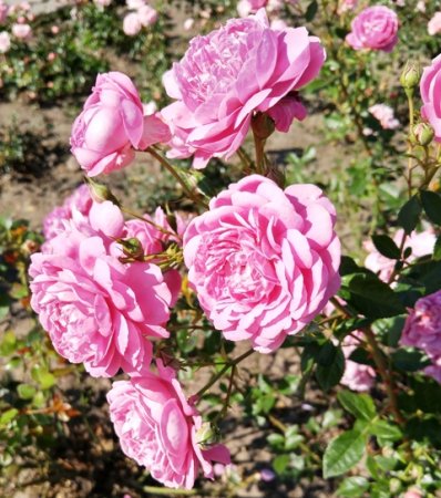 Розы - уход во второй половине лета.