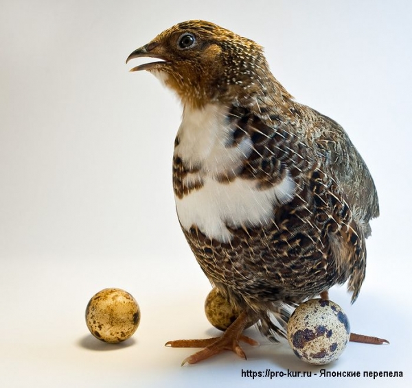 Как содержать японских перепелов? Как содержать японских перепелов?
