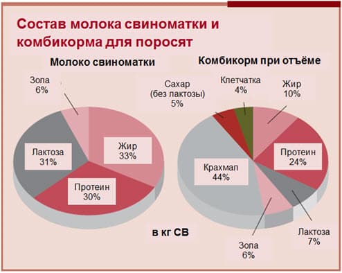 Как правильно выбрать комбикорм для поросят