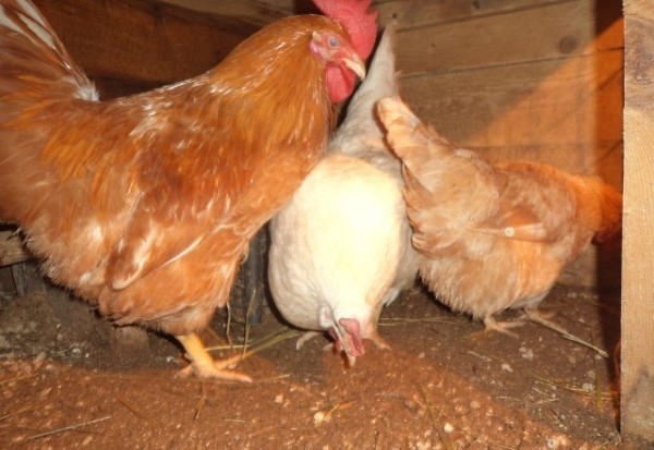 Мини курочки — маленькие, да удаленькие Мини курочки — маленькие, да удаленькие