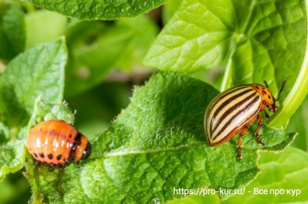 Способы борьбы с колорадским жуком