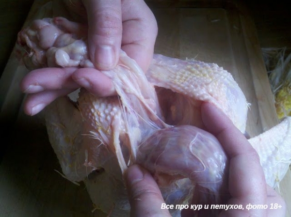 Как ощипать и разделать курицу в домашних условиях