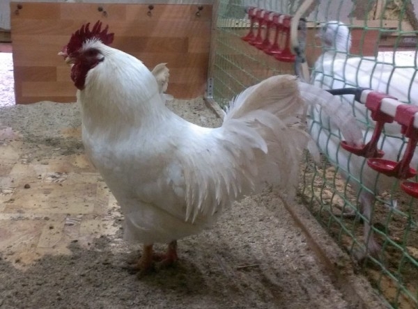 Мини курочки — маленькие, да удаленькие Мини курочки — маленькие, да удаленькие