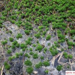 Как сделать пруд на даче, в саду, возле дома Как сделать пруд на даче, в саду, возле дома