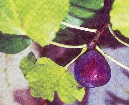 Фикусы - виды и фото Фикусы - виды и фото