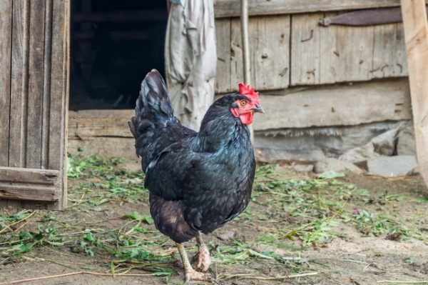 Лучшие мясо-яичные куры