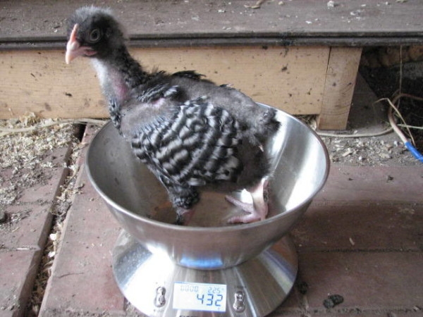 Бельгийская курочка породы Мехеленская кукушка