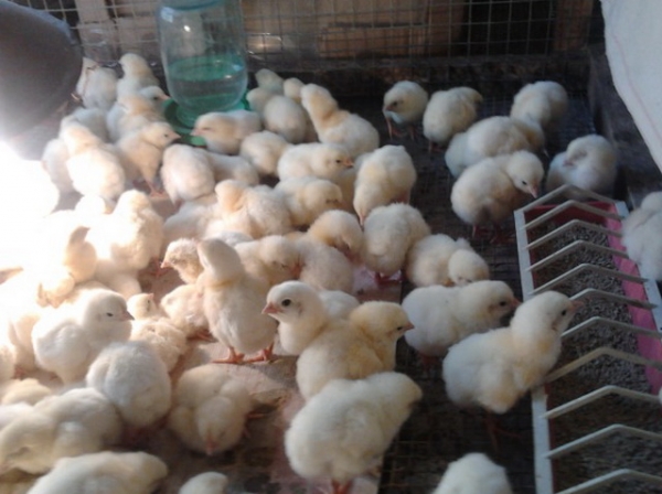 Все о бройлерах Кобб 500