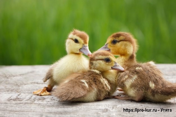 Домашние утята – выращивание и кормление в домашних условиях Домашние утята – выращивание и кормление в домашних условиях
