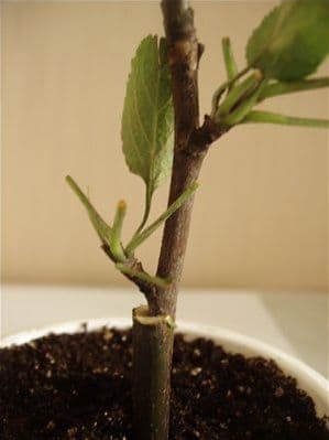 Хранение черенков яблони в домашних условиях до посадки