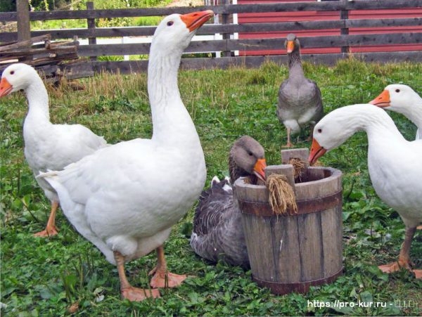 Глисты у гусей симптомы и лечение Глисты у гусей симптомы и лечение