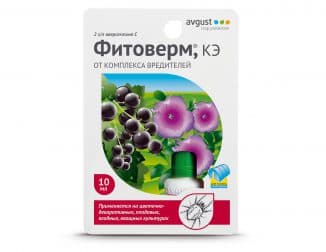 Обработка смородины Фитоспорином: инструкцию по применению Обработка смородины Фитоспорином: инструкцию по применению