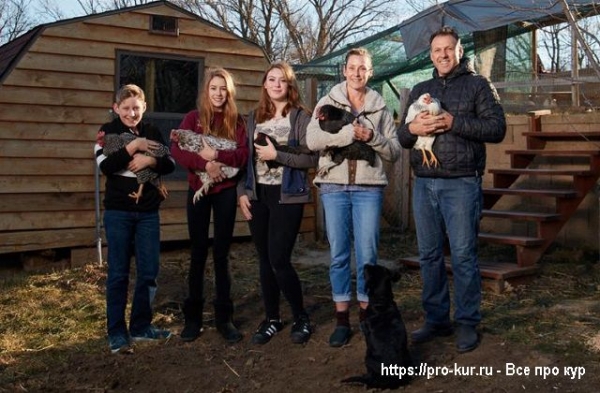 Куры в домашнем хозяйстве