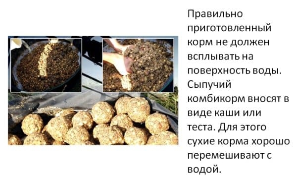 Как и чем кормить карасей в домашнем пруду?