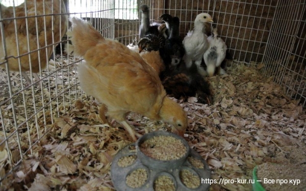 Сколько корма нужно курам в день, месяц и год?