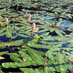 Как сделать пруд на даче, в саду, возле дома Как сделать пруд на даче, в саду, возле дома