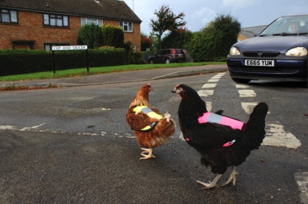 Забавные истории о курочках – мясо для Императора и мемориал Би-би