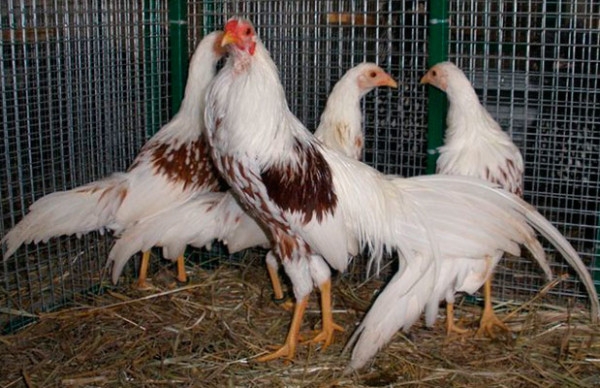 Феникс — курочка из китайских легенд