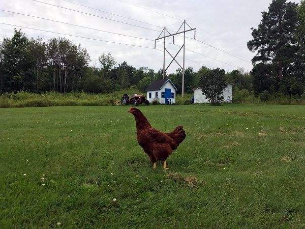 Курица живет в квартире — фото и карьера несушки фотомодели