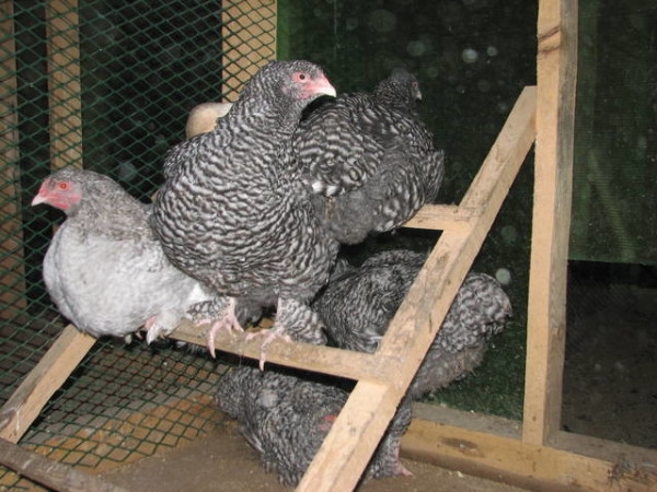 Бельгийская курочка породы Мехеленская кукушка