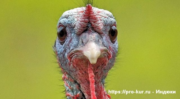 Индюки в домашних условиях