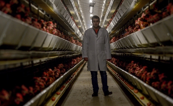 Описание породы кур Хай Лайн