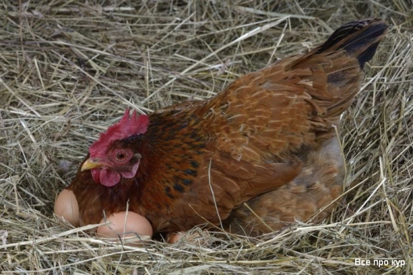 Куры наседки и куры несушки: в чем разница?