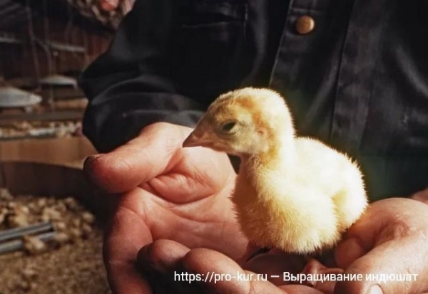 Выращивание индюшат в домашних условиях Выращивание индюшат в домашних условиях