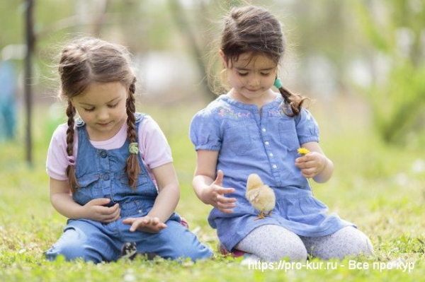 Содержание кур как направление бизнеса