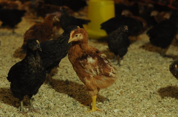 Всё самое интересное о курах Испанка Всё самое интересное о курах Испанка