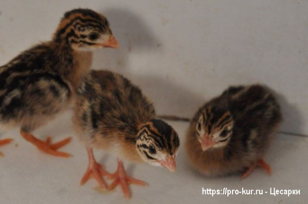 Как выращивать цесарок из суточных птенцов