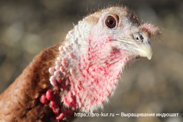 Особенности выращивания племенных индюшат