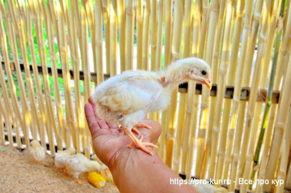 Содержание кур как направление бизнеса