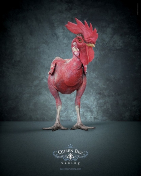 Куры в рекламе и рекламные ролики с участием курицы