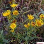 Как сделать пруд на даче, в саду, возле дома Как сделать пруд на даче, в саду, возле дома