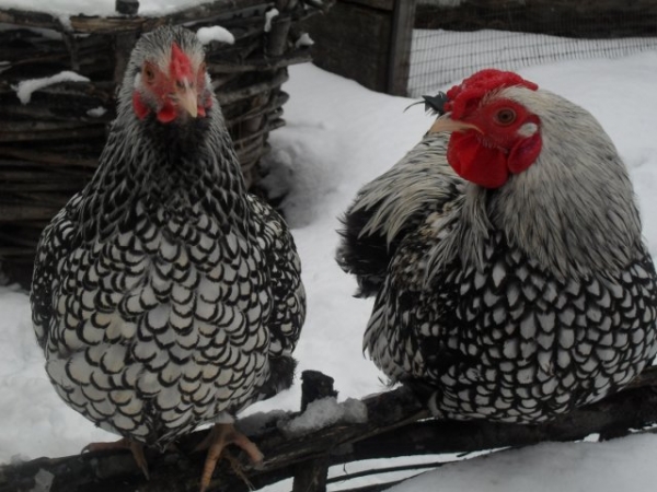 Маленькие и красивые куры Виандот