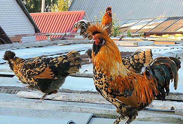 Русская Павловская курица — самая красивая в мире