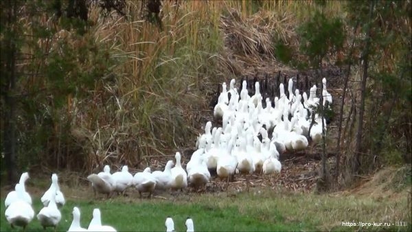 Глисты у гусей симптомы и лечение Глисты у гусей симптомы и лечение