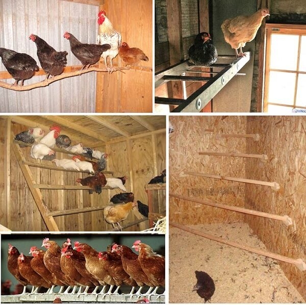 Разведение кур как бизнес на несушках и яйцах