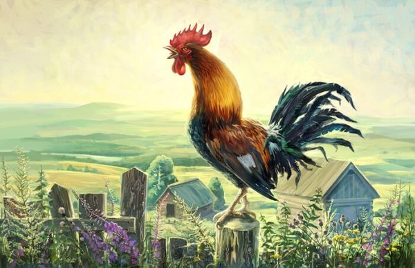 Почему петухи кукарекают по утрам?