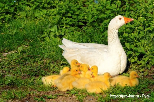 Гусыня вывела гусят что делать дальше? Гусыня вывела гусят что делать дальше?