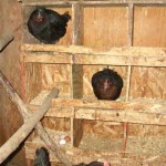Курятник внутри: что необходимо и как сделать Курятник внутри: что необходимо и как сделать
