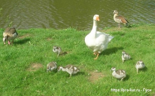 Гусыня вывела гусят что делать дальше? Гусыня вывела гусят что делать дальше?