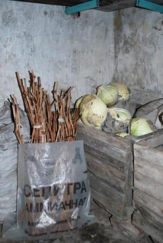 Хранение черенков яблони в домашних условиях до посадки