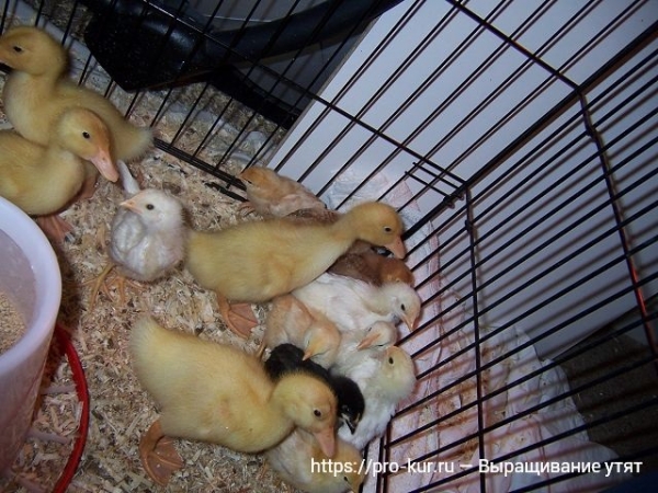 Выращивание утят в домашних условиях для начинающих Выращивание утят в домашних условиях для начинающих