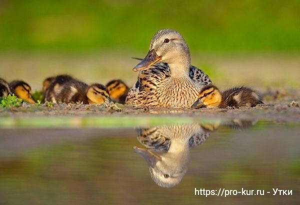 Корм для уток в домашних условиях Корм для уток в домашних условиях