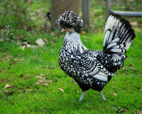 ТОП-15 элитных и редких пород кур ТОП-15 элитных и редких пород кур