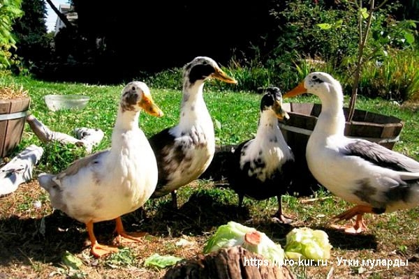 Утки муларды в домашних условиях