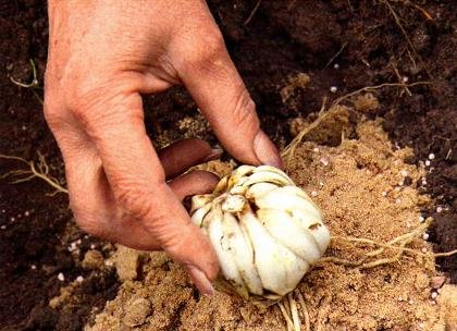 Лилии – посадка, уход, размножение. Лилии – посадка, уход, размножение.