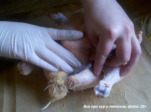 Как ощипать и разделать курицу в домашних условиях